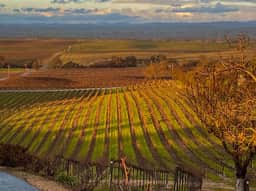 Hidden Acre Vineyard Estate