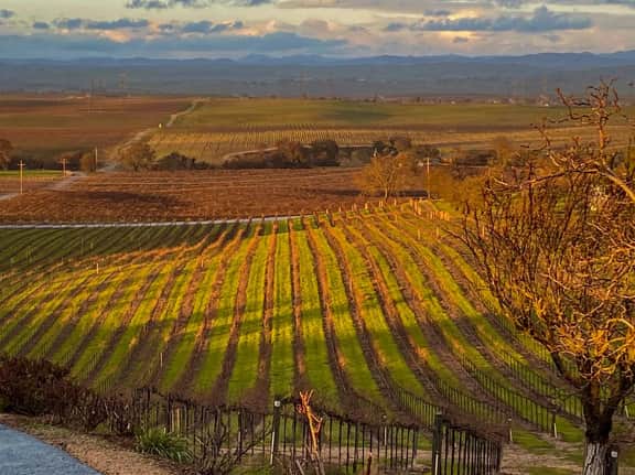 Hidden Acre Vineyard